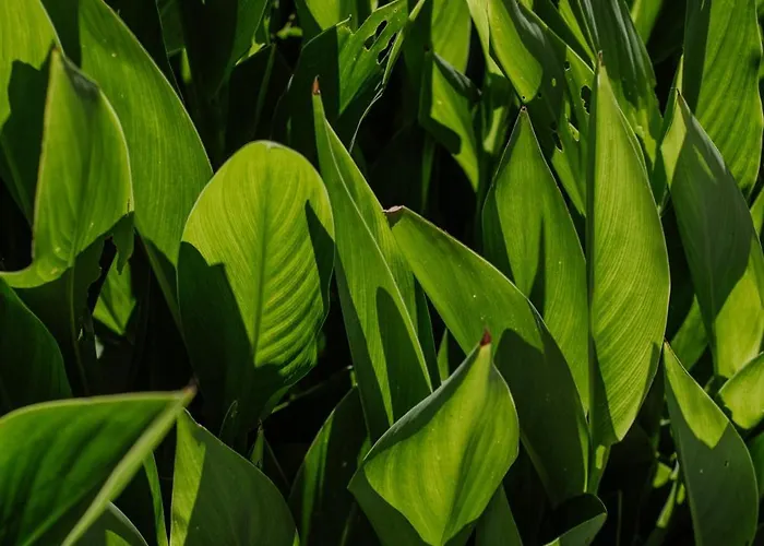 La Font - Trias Pollensa